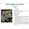 CAMOMILLE ROMAINE PHARMA PLANTES, Fleur de camomille romaine, vrac. entière - sac 250 g