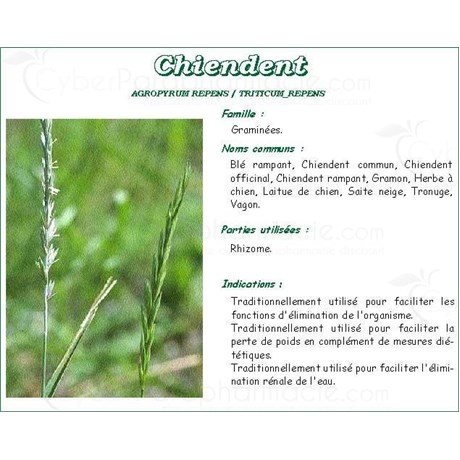 CHIENDENT PHARMA PLANTES, Rhizome de petit chiendent, vrac. coupé - sac 1 kg