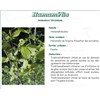 HAMAMÉLIS FEUILLE PHARMA PLANTES, Feuille d'hamamélis de Virginie, vrac. coupée - sac 250 g