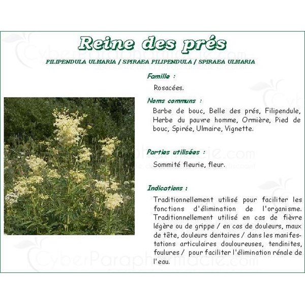 REINE DES PRÉS FLEUR VITAFLOR Fleur de reine des prés vrac bt 100 g