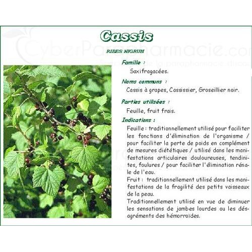 CASSIS GOOD PRODUCERS blackcurrant leaf, bulk. - Bt 25 g # 4