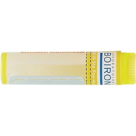 RHUS VERNIX 4CH Tube Granules 