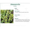BEARBERRY PHARMA PLANT, bearberry leaf, bulk. whole - Bag 250 g