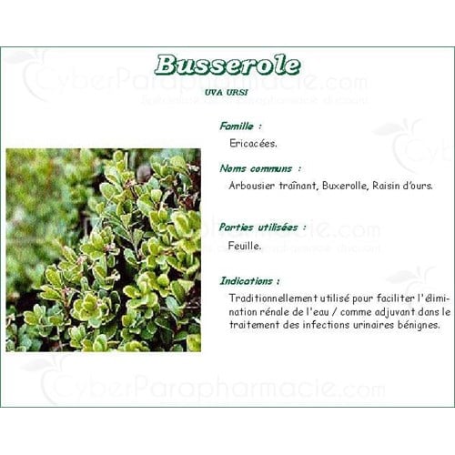 BEARBERRY PHARMA PLANT, bearberry leaf, bulk. whole - Bag 250 g