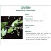 BOLDO PHARMA PLANT Boldo Leaf, bulk. whole - Bag 250 g