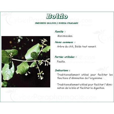 BOLDO PHARMA PLANT Boldo Leaf, bulk. whole - Bag 250 g