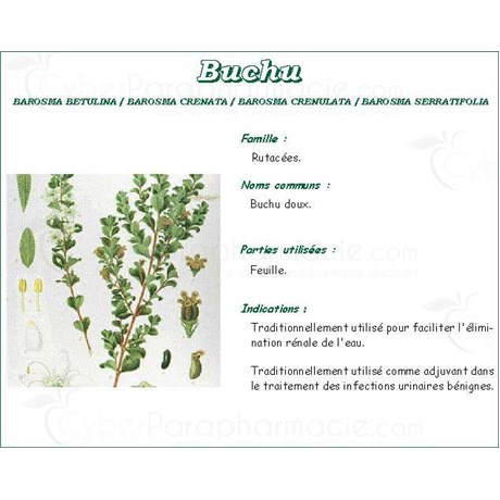 BUCHU PHARMA PLANT, buchu leaf, bulk. whole - Bag 250 g