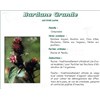 BURDOCK PHARMA PLANT ROOT, burdock root, bulk. cut - 250 g bag