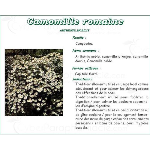 CHAMOMILE PHARMA PLANT Flower Roman chamomile bulk. whole - Bag 250 g