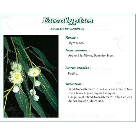 EUCALYPTUS PHIBIO Leaf eucalyptus bulk. - Bt 100 g