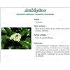 HAWTHORN TEA Mediflor luminary, Flowering top hawthorn bulk. - Bt 75 g # 4