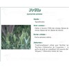 HORSETAIL VITAFLOR LITTLE, Small horsetail plant, bulk. - Bt 100 g
