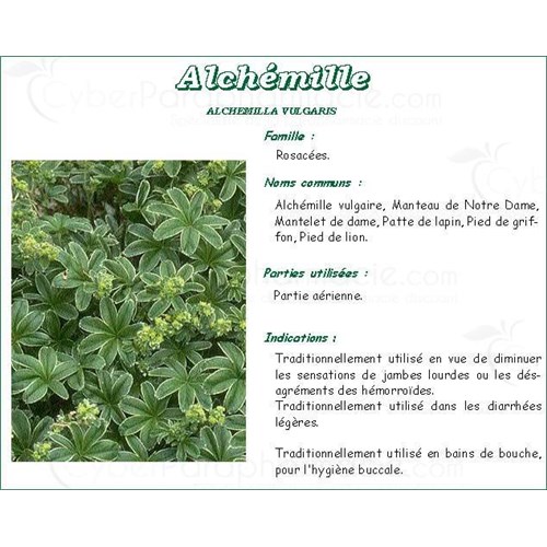 Lady&#39;s Mantle PHARMA PLANT Alchemilla vulgaris, bulk. cut - 250 g bag