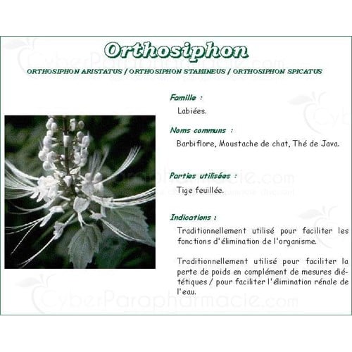 ORTHOSIPHON SHEET PHARMA PLANT orthosiphon Leaf bulk. - Cut bag 250 g