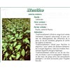 PEPPERMINT VITAFLOR, Peppermint Leaf, bulk. - Bt 50 g