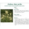 QUEEN OF THE MEADOW FLOWER VITAFLOR Flower meadowsweet, bulk. - Bt 100 g