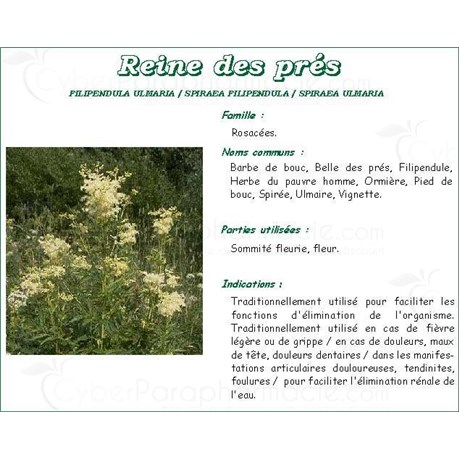 QUEEN OF THE MEADOW FLOWER VITAFLOR Flower meadowsweet, bulk. - Bt 100 g