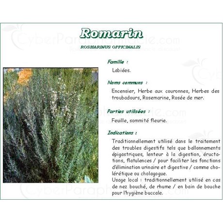 ROSEMARY LEAF VITAFLOR Leaf rosemary bulk. - Bt 100 g