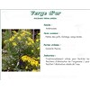 VERGE OF PLANT OR PLANT PHARMA, Goldenrod plant, bulk. cut - 250 g bag