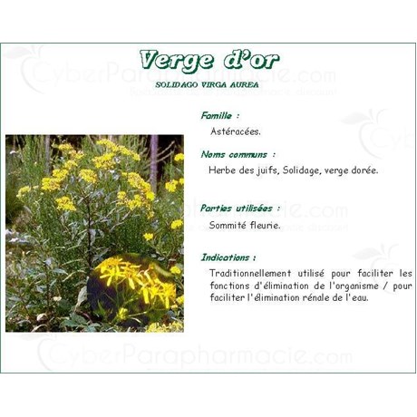 VERGE OF PLANT OR PLANT PHARMA, Goldenrod plant, bulk. cut - 250 g bag