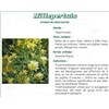 WORT PHARMA PLANT Flowering top of St. John&#39;s wort, bulk. cut - 250 g bag