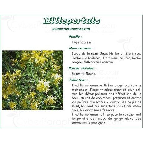 WORT PHARMA PLANT Flowering top of St. John&#39;s wort, bulk. cut - 250 g bag