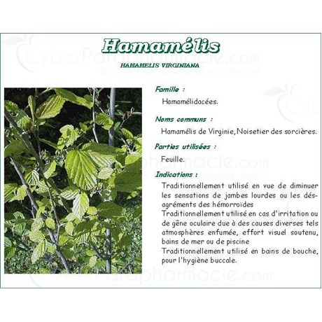 HAMAMÉLIS FEUILLE PHARMA PLANTES, Feuille d'hamamélis de Virginie, vrac. coupée - sac 250 g