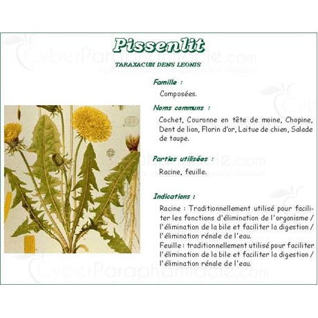 PISSENLIT RACINE PHARMA PLANTES, Racine de pissenlit, vrac. coupée - sac 250 g