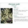 SUREAU NOIR FLEUR PHARMA PLANTES, Fleur de sureau noir, vrac. - sac 250 g