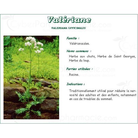 VALÉRIANE VITAFLOR, Racine de valériane, vrac. - bt 80 g
